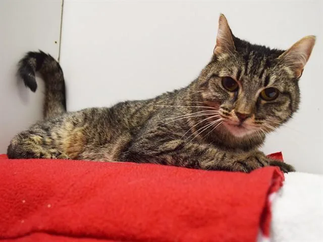 An adult medium-sized female Domestic Short Hair cat named Myeisha for adoption in Sacramento, CA