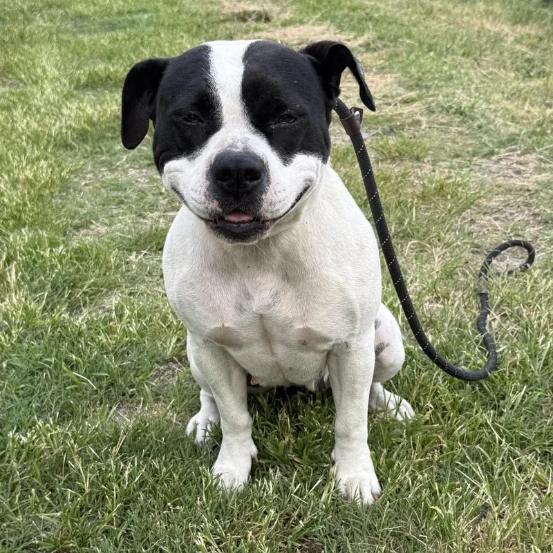 Bella