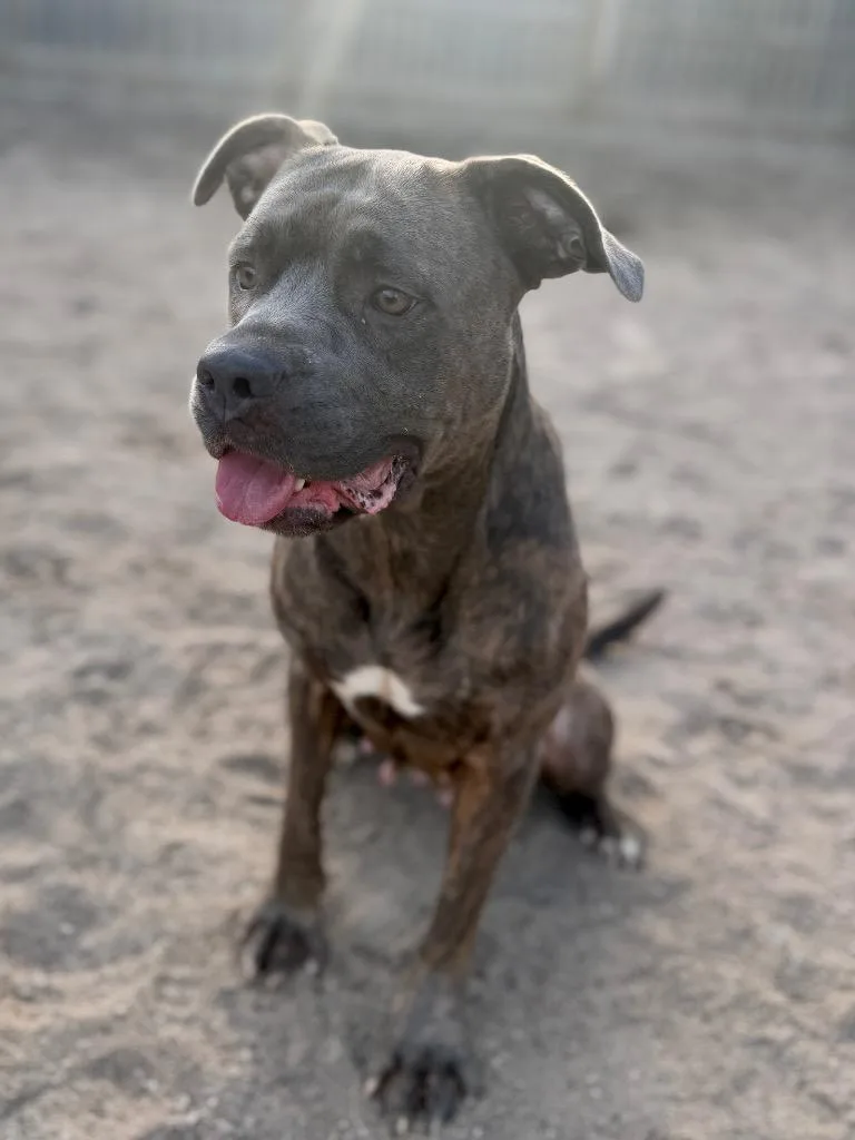 A young medium-sized female Mastiff dog named Kahlua for adoption in Muskegon, MI