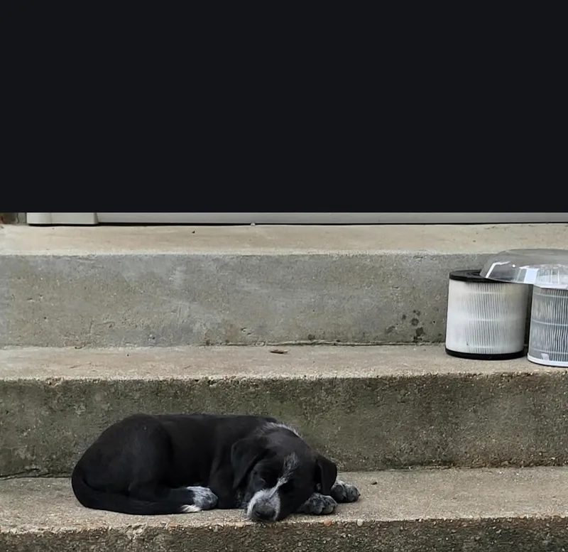 A baby large-sized male Black Mastiff dog named Beau for adoption in Colonial Heights, VA