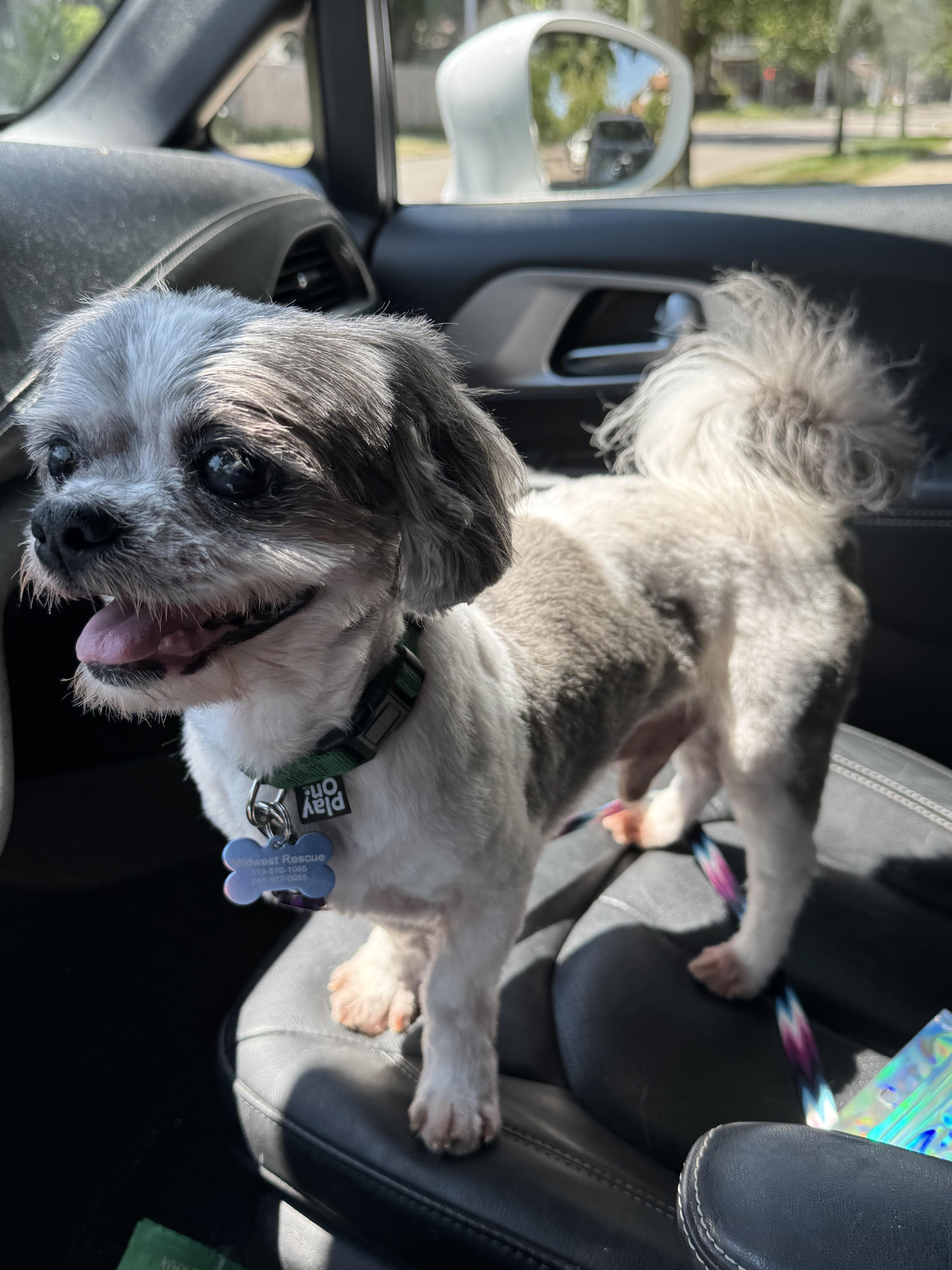 A senior small-sized male Gray / Blue / Silver Shih Tzu dog named Kevin for adoption in Grosse Pointe Park, MI