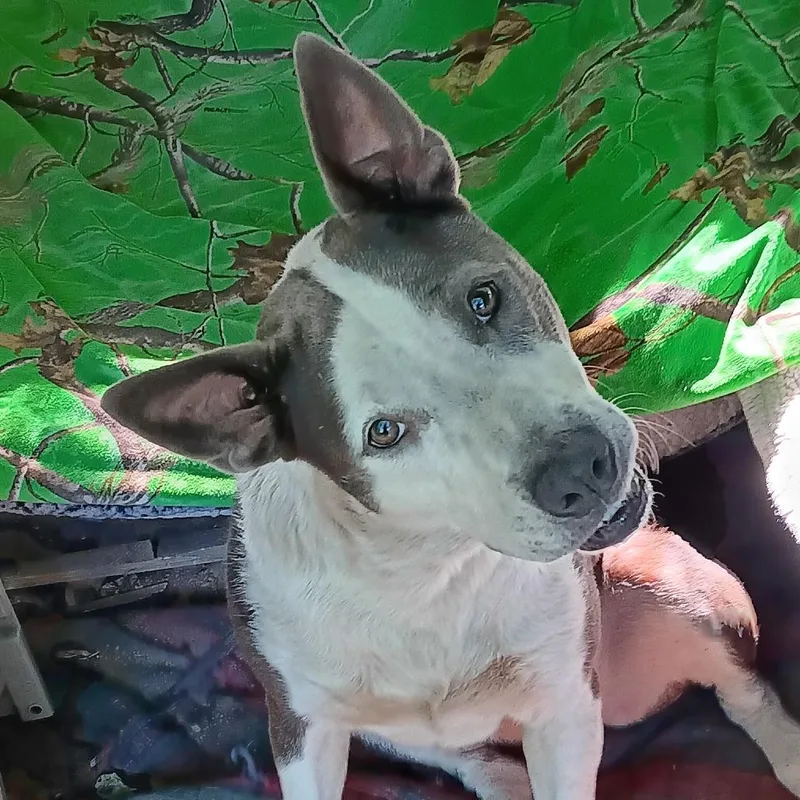 An adult large-sized female Gray / Blue / Silver Mixed Breed dog named Karma for adoption in Columbus, GA