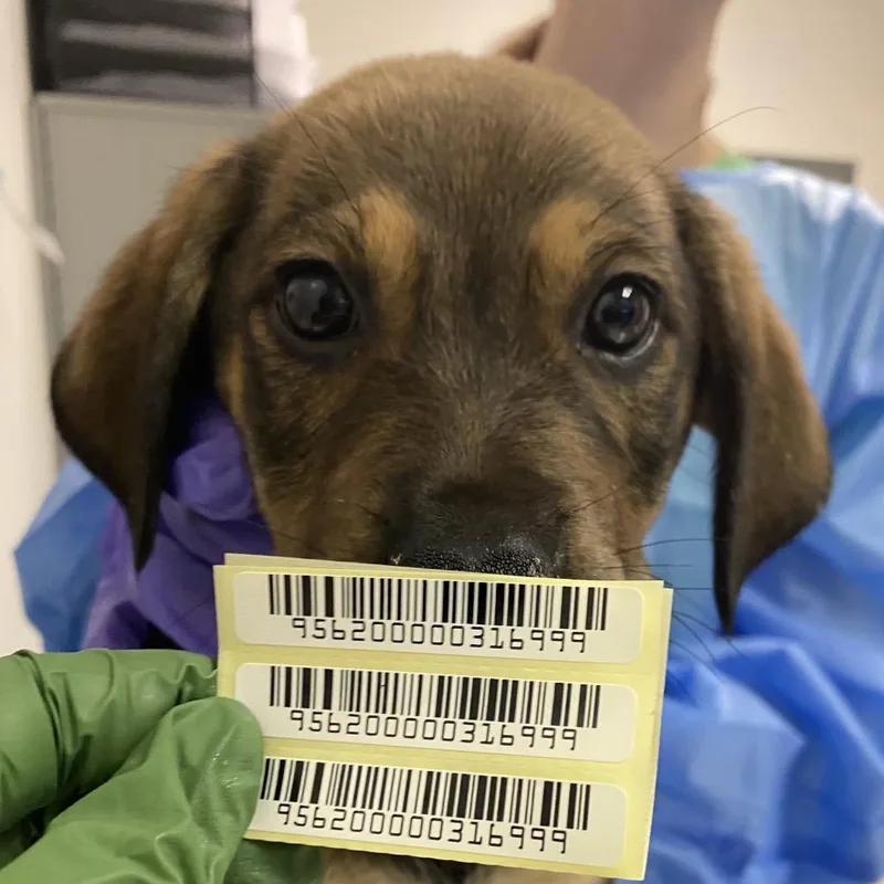 A baby small-sized male Brown / Chocolate Mixed Breed dog named Lip Gallagher for adoption in Charleston, WV
