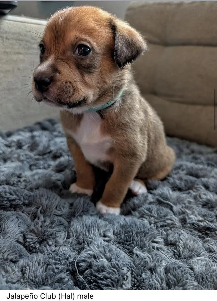 A baby medium-sized male Mixed Breed dog named Jalapeno Club Chickfila Litter for adoption in Columbus, OH