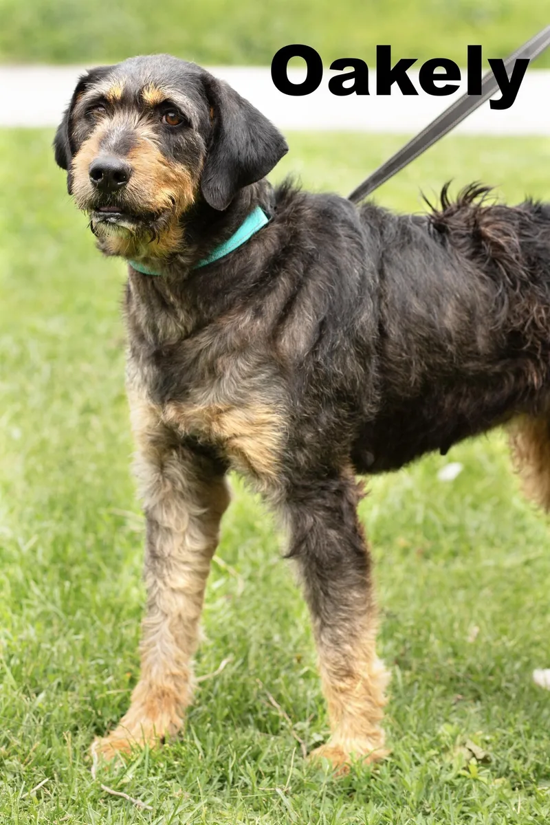 An adult large-sized female Black Mixed Breed dog named Oakely for adoption in Macomb, IL