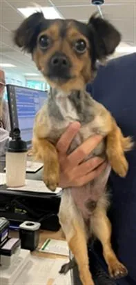An adult small-sized male Chihuahua dog named Moxy for adoption in Van Nuys, CA