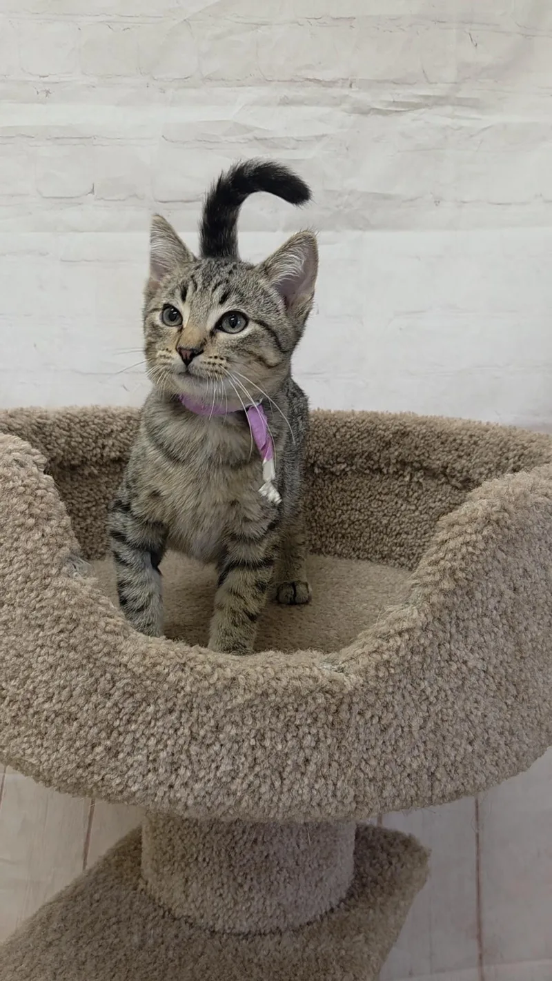A baby medium-sized male Tabby (Brown / Chocolate) Domestic Short Hair cat named Hedgehog for adoption in Red Wing, MN