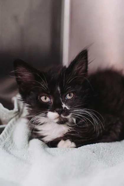A young small-sized female Domestic Short Hair cat named A Callie for adoption in North Charleston, SC