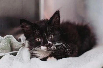 A Callie thumbnail 3