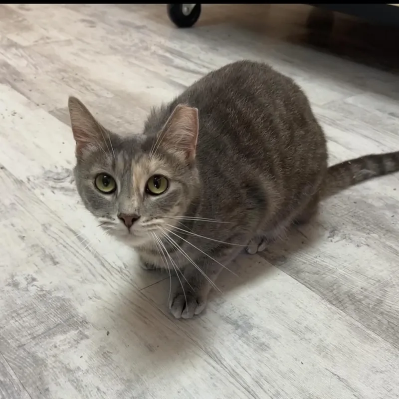 A young medium-sized female Domestic Short Hair cat named Princess for adoption in Altoona, PA