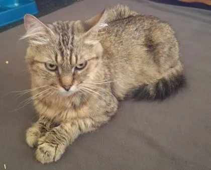 An adult small-sized female Domestic Medium Hair cat named Lizzo for adoption in Roseville, CA
