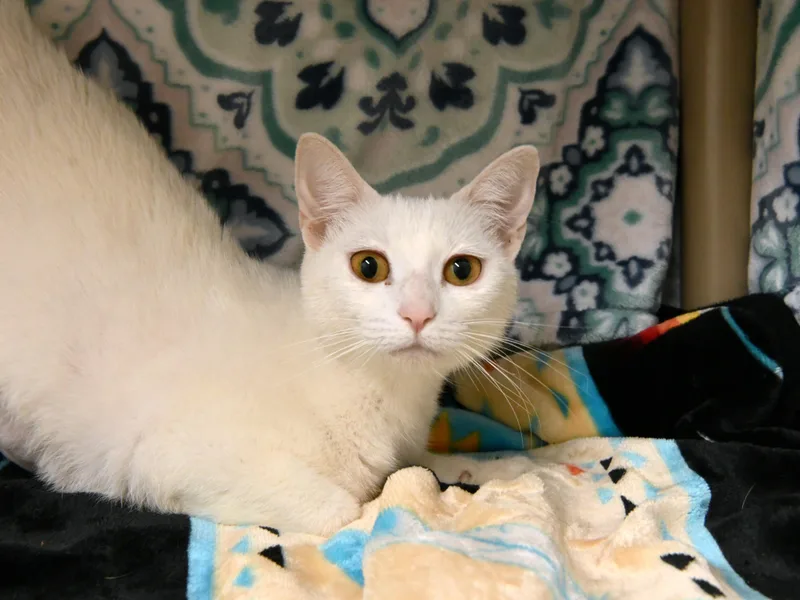 An adult medium-sized female White Domestic Short Hair cat named Leia for adoption in Fairhope, AL