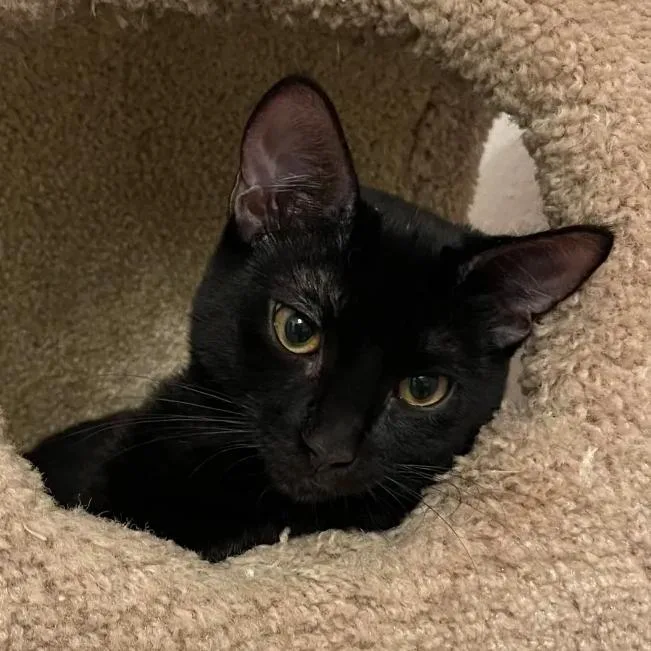 A young large-sized male Black Domestic Short Hair cat named Oliver for adoption in Los Angeles, CA