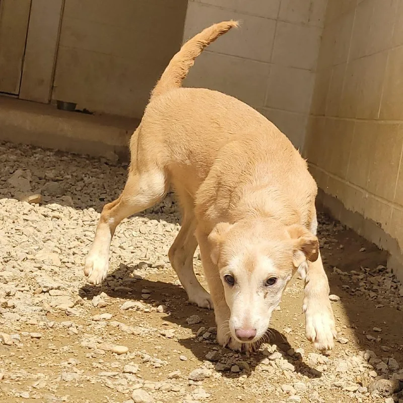 A baby small-sized female White / Cream Mixed Breed dog named Carolyn for adoption in LOXAHATCHEE, FL