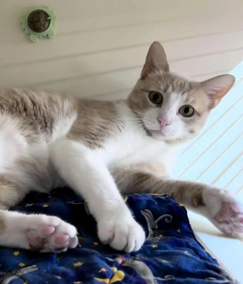A young medium-sized female Domestic Short Hair cat named Sunnybrook for adoption in Sebastian, FL
