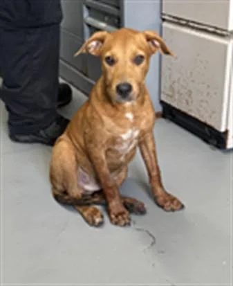 A baby medium-sized male Labrador Retriever dog named Knox for adoption in Corpus Christi, TX
