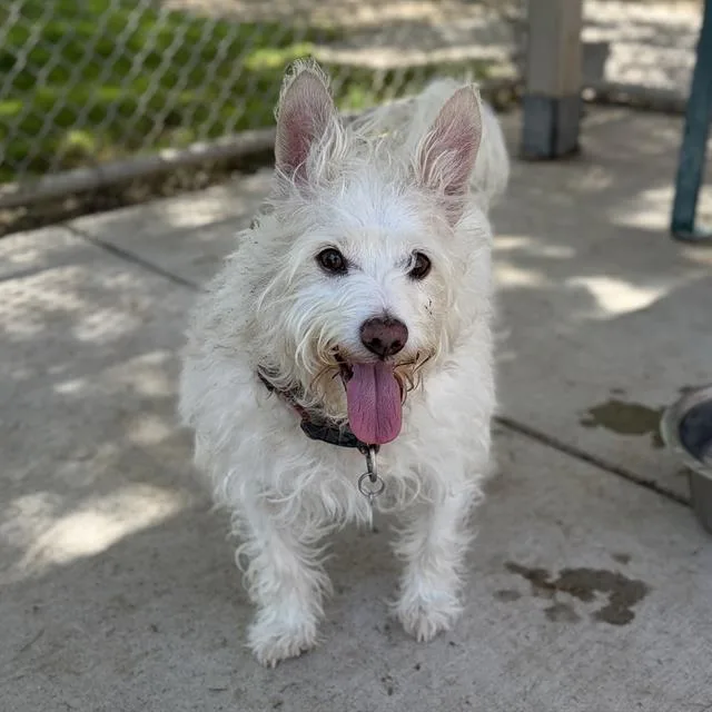 A senior small-sized male West Highland White Terrier / Westie dog named Cutey for adoption in Modesto, CA