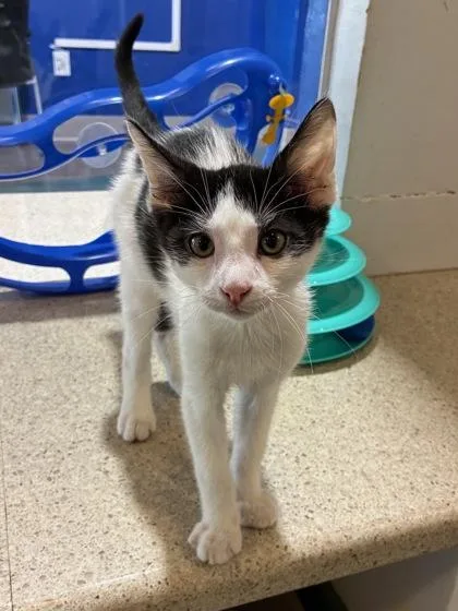 A baby small-sized male Domestic Medium Hair cat named Simba for adoption in New Orleans, LA
