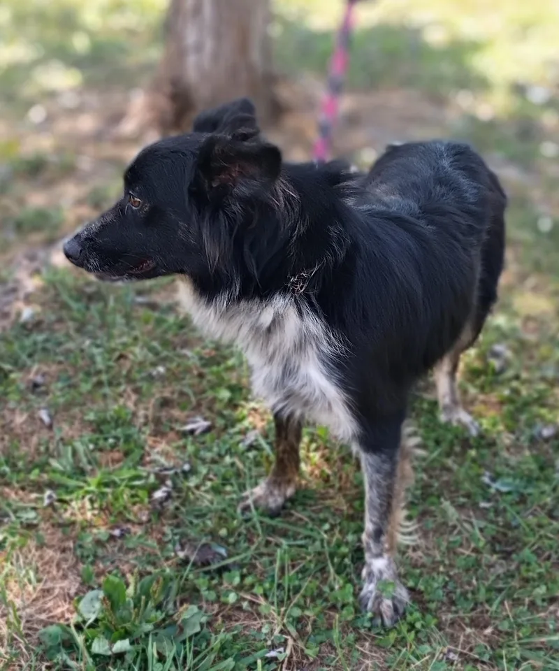 An adult small-sized male Australian Shepherd dog named Bear for adoption in Maynardville, TN