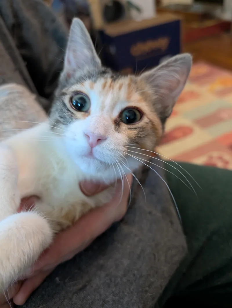 A young medium-sized female Domestic Short Hair cat named Pancake for adoption in Cleburne, TX