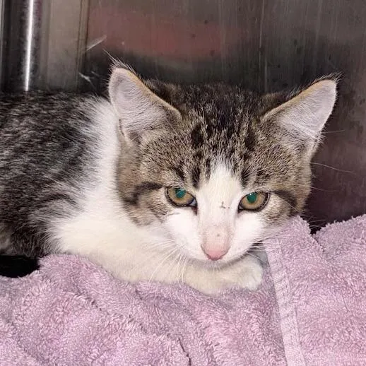 A baby small-sized male Brown / Chocolate Domestic Short Hair cat named Kenickie for adoption in Sioux Falls, SD