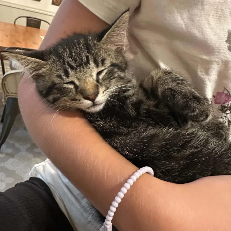 A baby small-sized male Brown / Chocolate Domestic Short Hair cat named Mushroom for adoption in Grand Rapids, MI