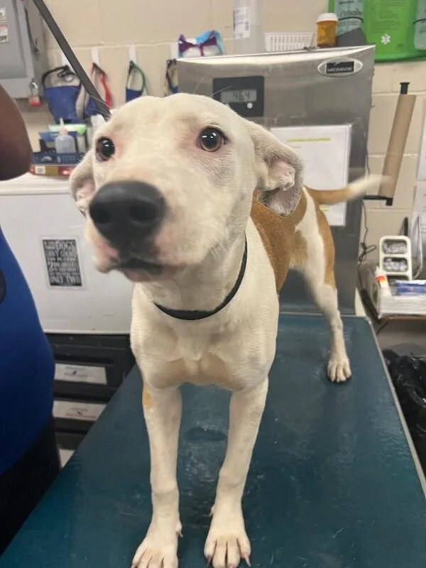 An adult medium-sized female White / Cream Mixed Breed dog named Nibblet for adoption in Mobile, AL