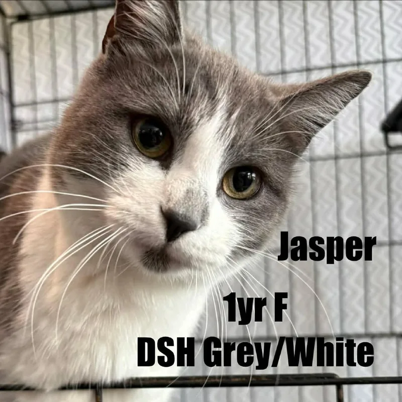 A young small-sized female Gray / Blue / Silver Domestic Short Hair cat named Jasper for adoption in Washington, DC