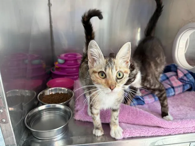 A baby small-sized female Domestic Medium Hair cat named Charlotte De Witte for adoption in Antioch, CA