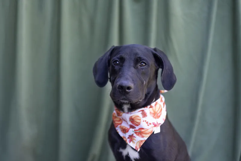 A baby medium-sized male Black Labrador Retriever dog named Duke for adoption in Whitestown, IN