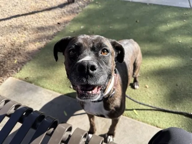 An adult large-sized female Boxer dog named May for adoption in Phoenix, AZ