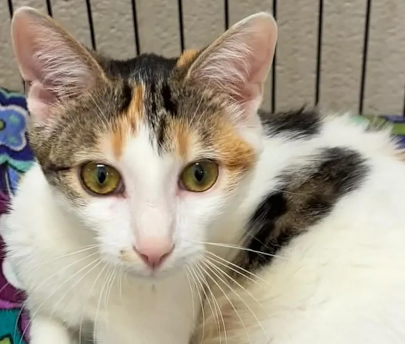 A young small-sized female Domestic Short Hair cat named Starlight for adoption in Elizabethton, TN