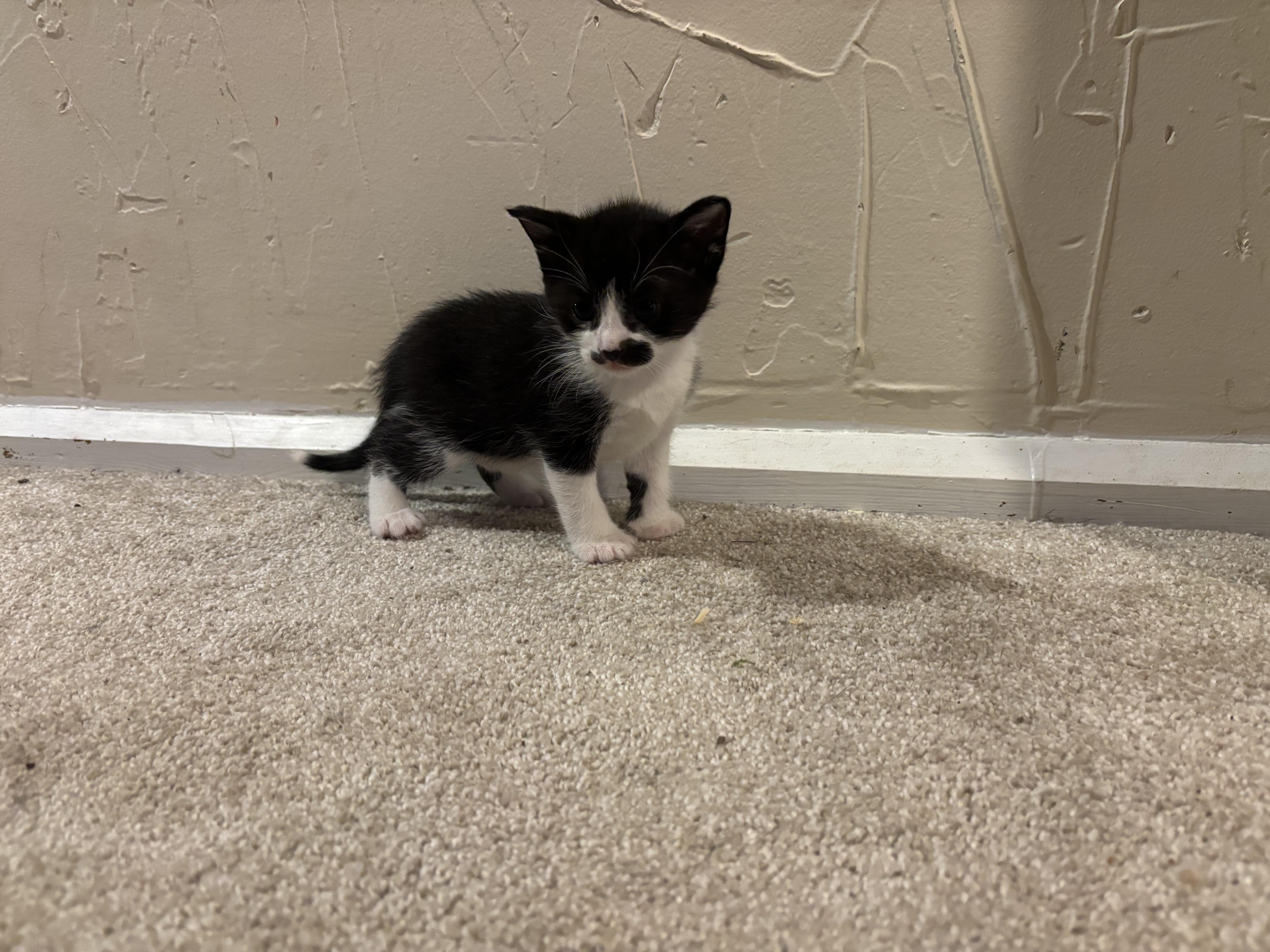 A baby medium-sized female Black & White / Tuxedo Tuxedo cat named Fern for adoption in Wadsworth, IL