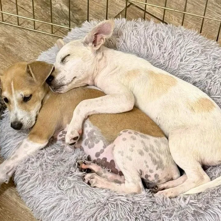A baby small-sized male Apricot / Beige Jack Russell Terrier dog named Tide for adoption in Austin, TX
