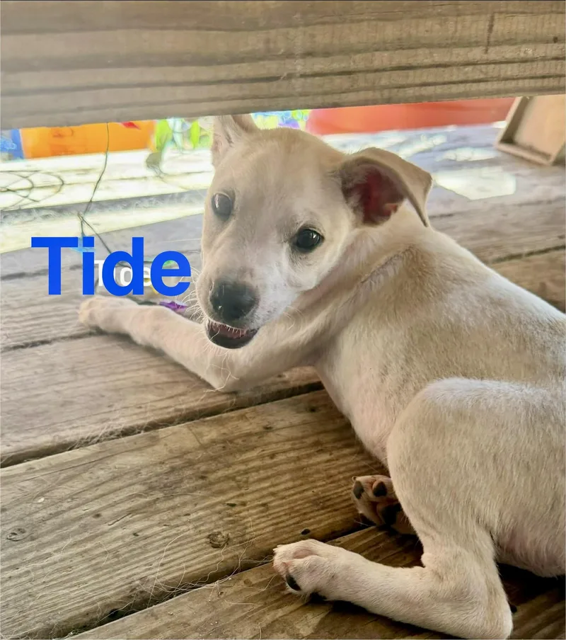 Tide thumbnail 4