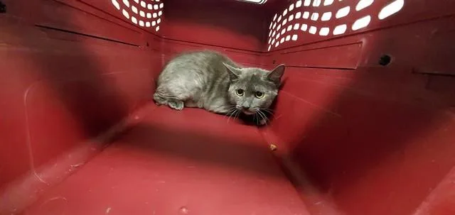 A young medium-sized female Domestic Short Hair cat named Britemac for adoption in Aurora, IL