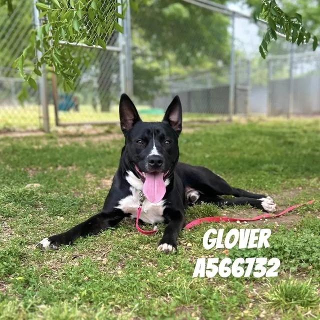 A young medium-sized male Pit Bull Terrier dog named Glover for adoption in Huntsville, AL