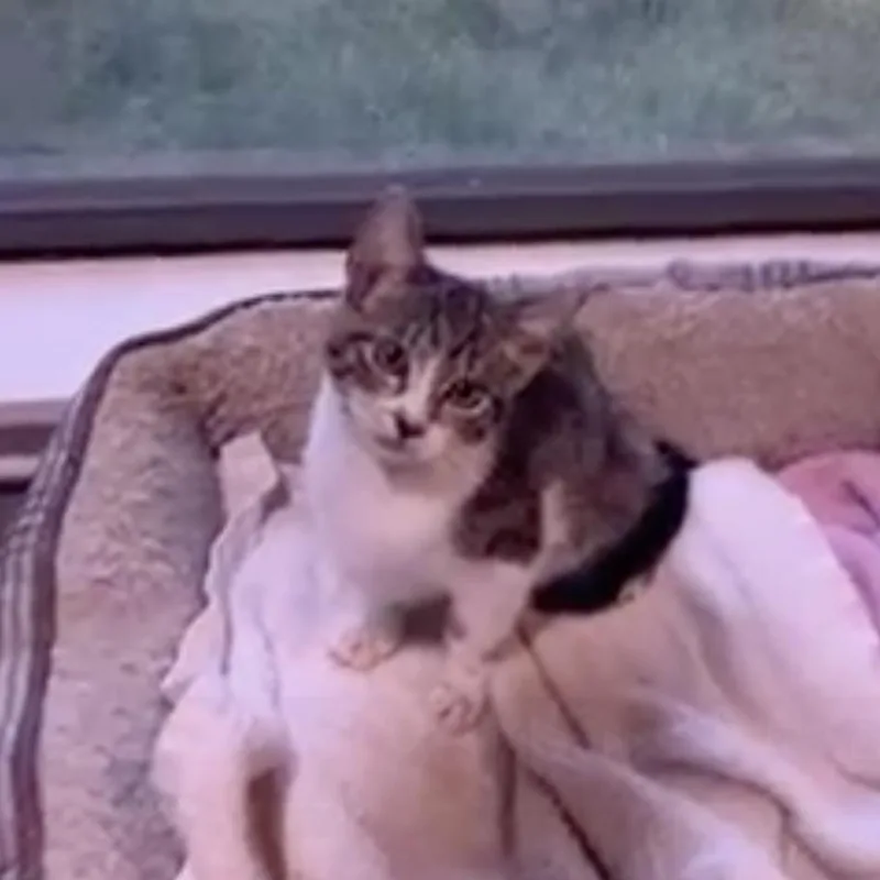 A baby small-sized female Tabby (Gray / Blue / Silver) Domestic Short Hair cat named Kenzie for adoption in Liverpool, TX