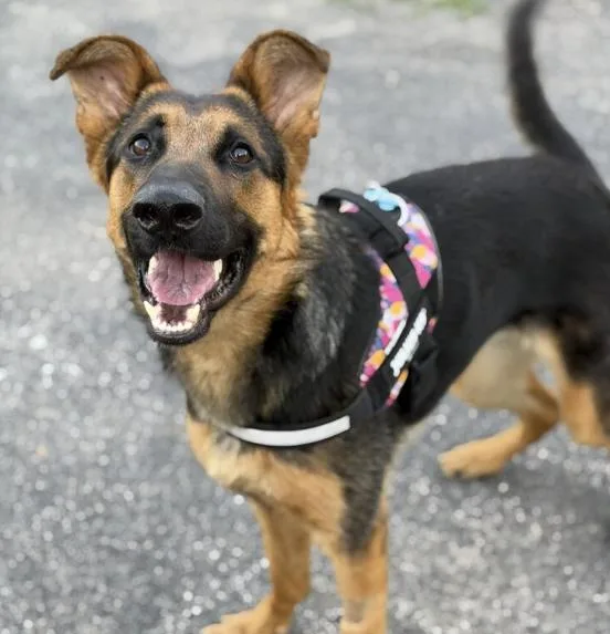 A young medium-sized female Bicolor German Shepherd Dog dog named Star for adoption in Naperville, IL