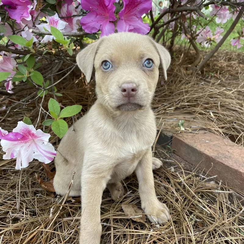 A baby medium-sized male Apricot / Beige Labrador Retriever dog named Harbour for adoption in Greensboro, NC