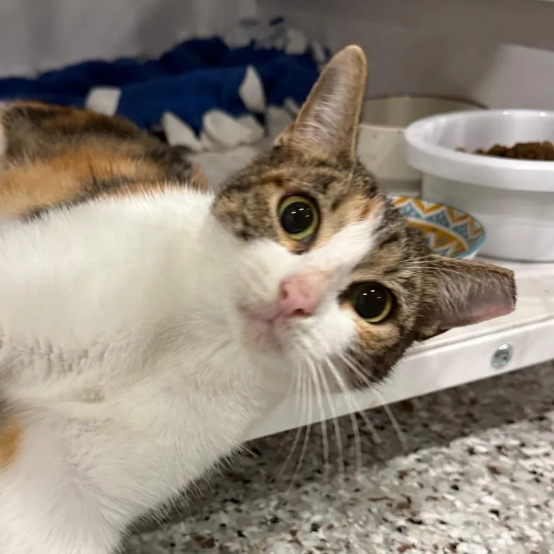 A young medium-sized female Orange / Red Domestic Short Hair cat named Junebug for adoption in Miami, FL