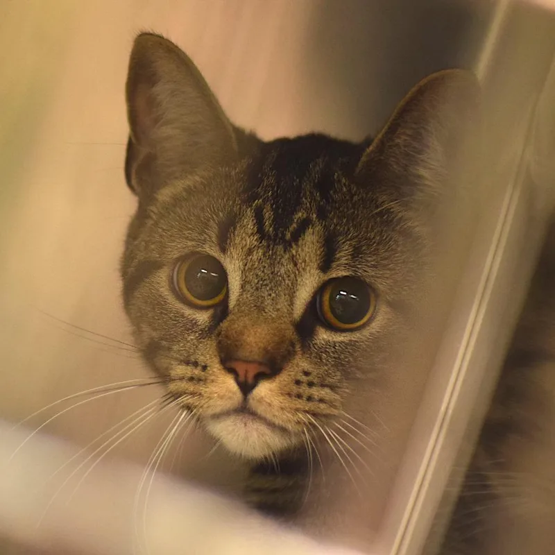 A young medium-sized male Brown / Chocolate Domestic Short Hair cat named Ocelot for adoption in Belleville, IL