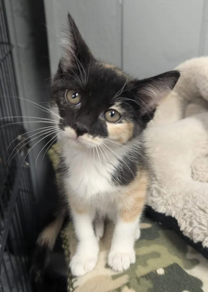 A baby medium-sized female Domestic Short Hair cat named Athena for adoption in Warren, MI