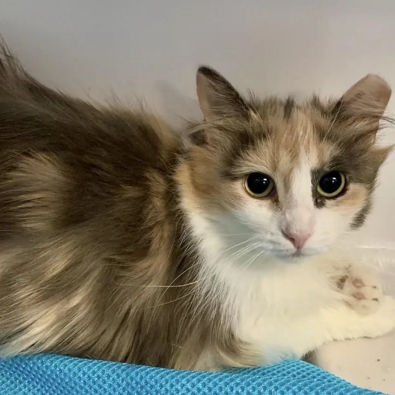 An adult medium-sized female White Domestic Short Hair cat named Rock Star for adoption in Monroe, MI