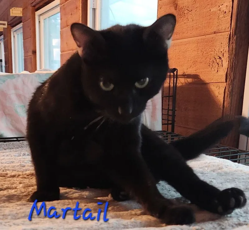 Martail