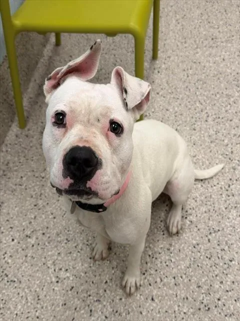 A young large-sized female Pit Bull Terrier dog named Snow for adoption in Brighton, CO