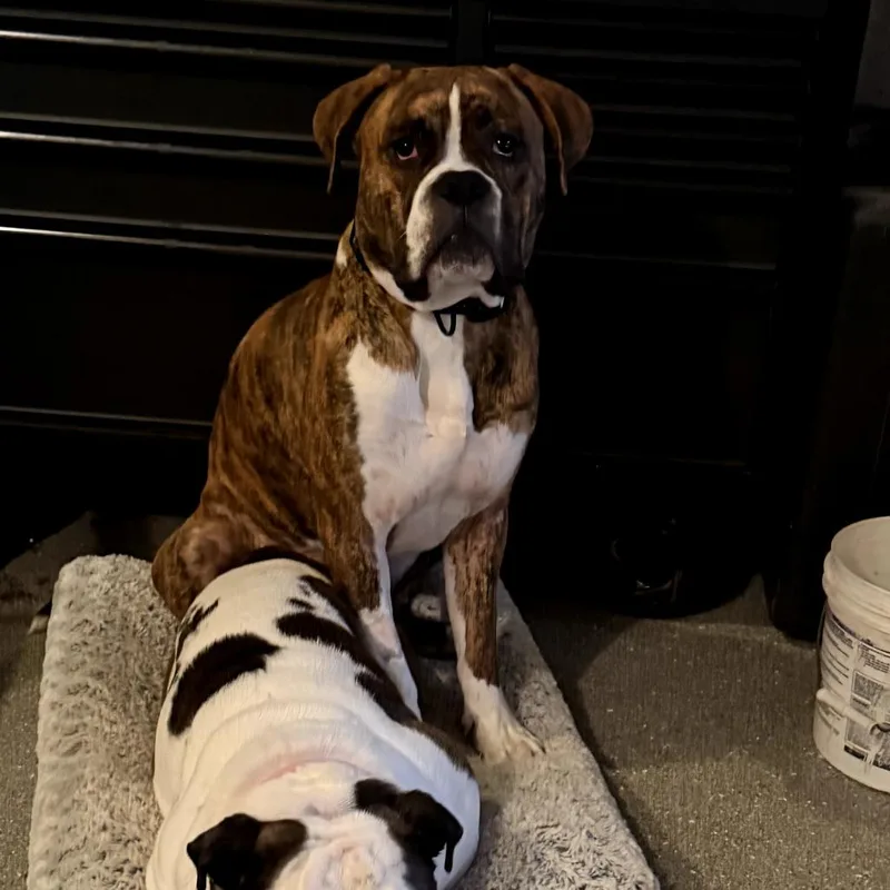 A young large-sized male Brindle Bullmastiff dog named Charlie for adoption in Columbus, OH