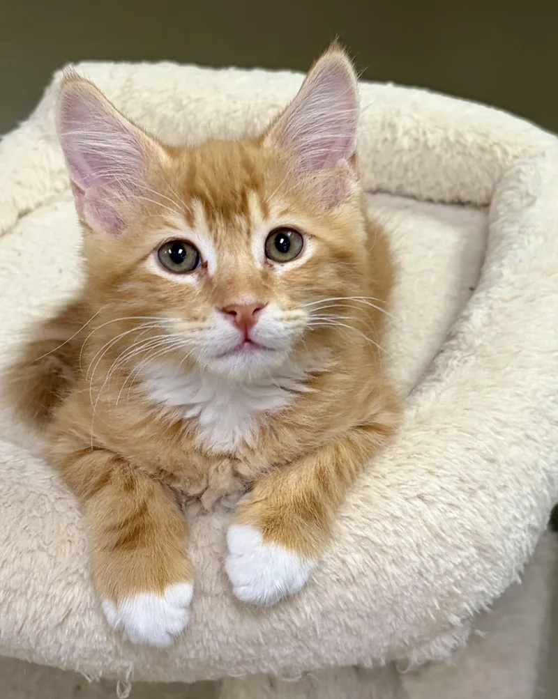 A baby medium-sized male Tabby (Orange / Red) Domestic Long Hair cat named Todd for adoption in Kerrville, TX