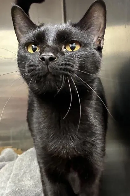 A young small-sized female Domestic Short Hair cat named Crescent for adoption in New Albany, IN
