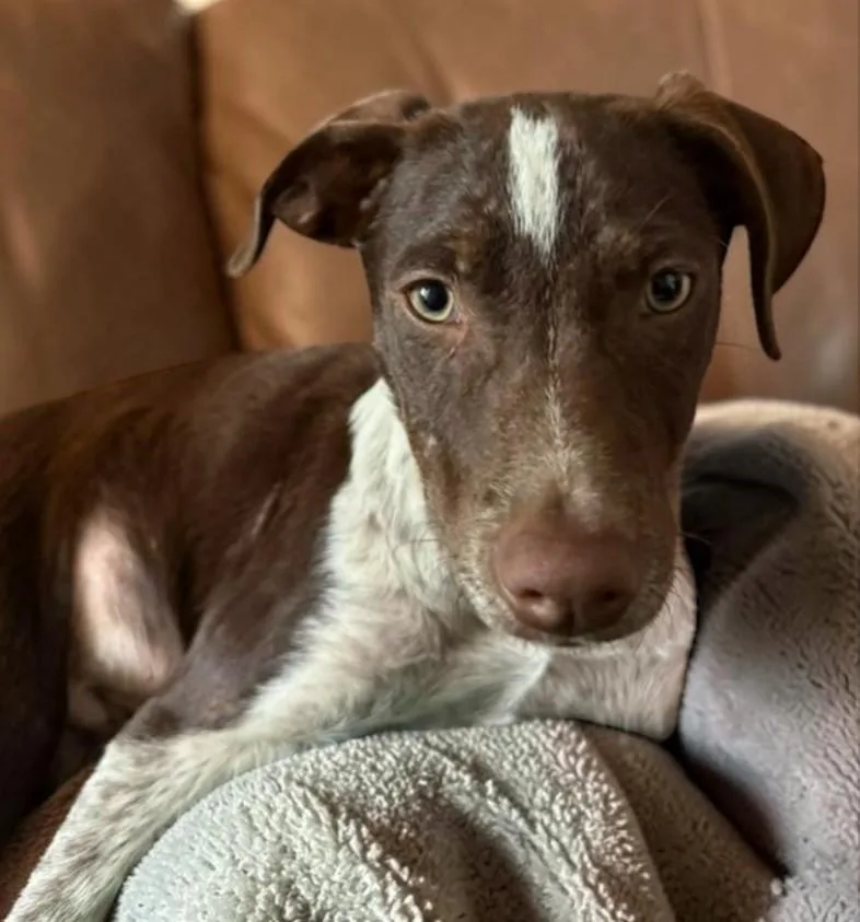 Fonzie